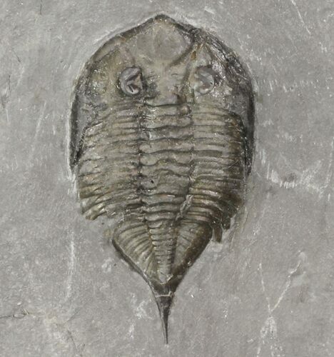 Dalmanites Trilobite Fossil - New York #68095